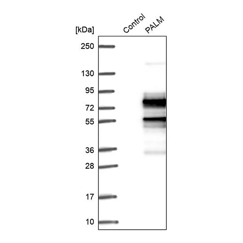 Merck Anti-PALM antibody produced in rabbit