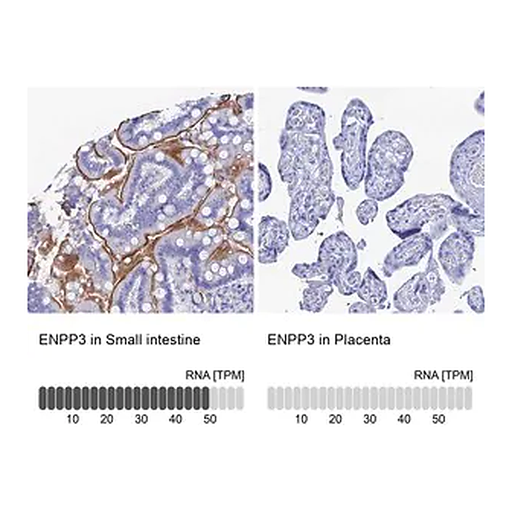 Merck Anti-ENPP3 antibody produced in rabbit