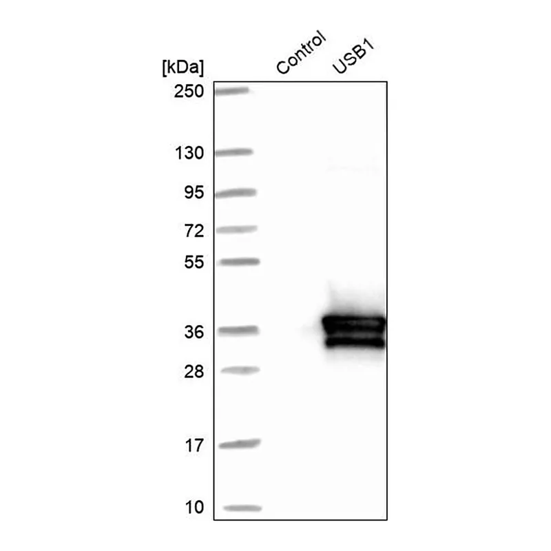 Merck Anti-USB1 antibody produced in rabbit