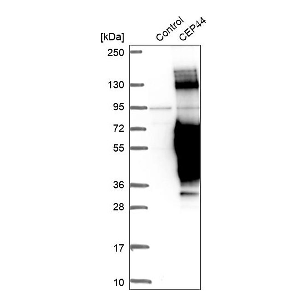 Merck Anti-CEP44 antibody produced in rabbit