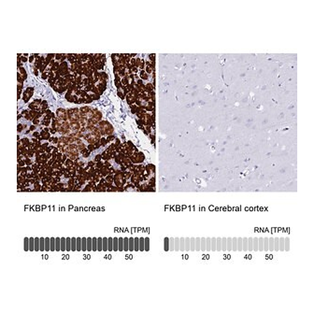 Merck Anti-FKBP11 antibody produced in rabbit