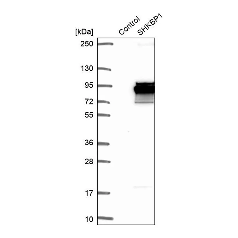 Merck Anti-SHKBP1 antibody produced in rabbit