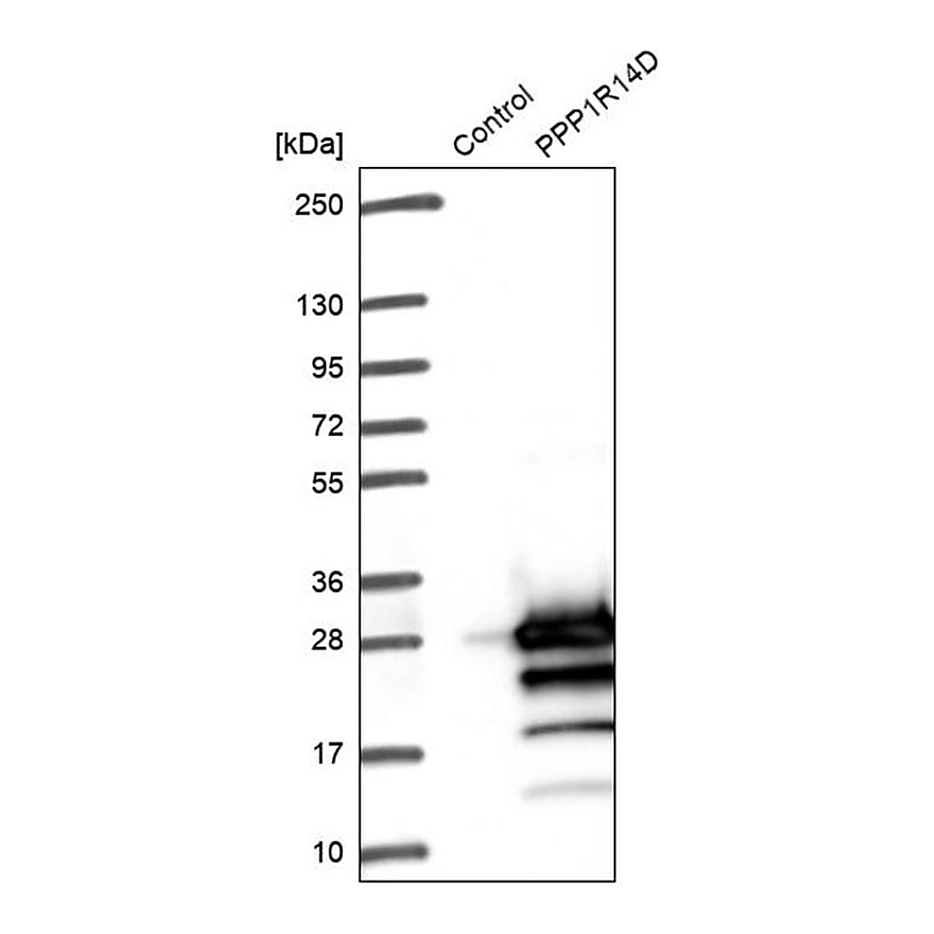 Merck Anti-PPP1R14D antibody produced in rabbit