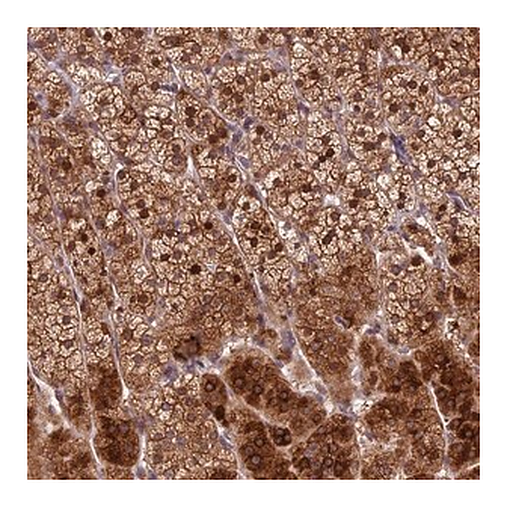 Merck Anti-CCSER1 antibody produced in rabbit