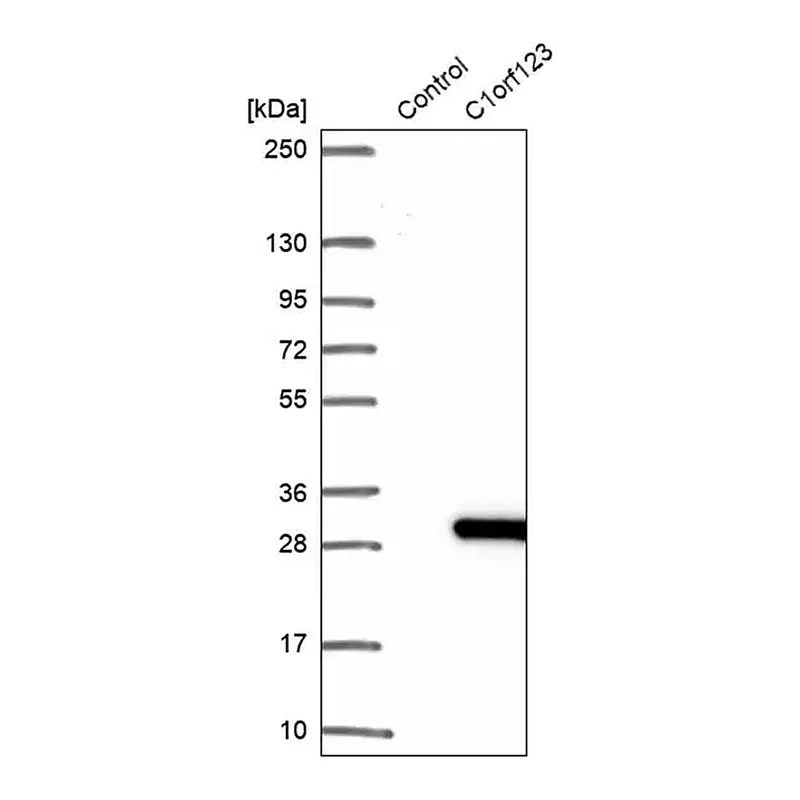 Merck Anti-C1orf123 antibody produced in rabbit