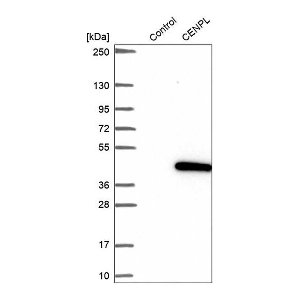 Merck Anti-CENPL antibody produced in rabbit
