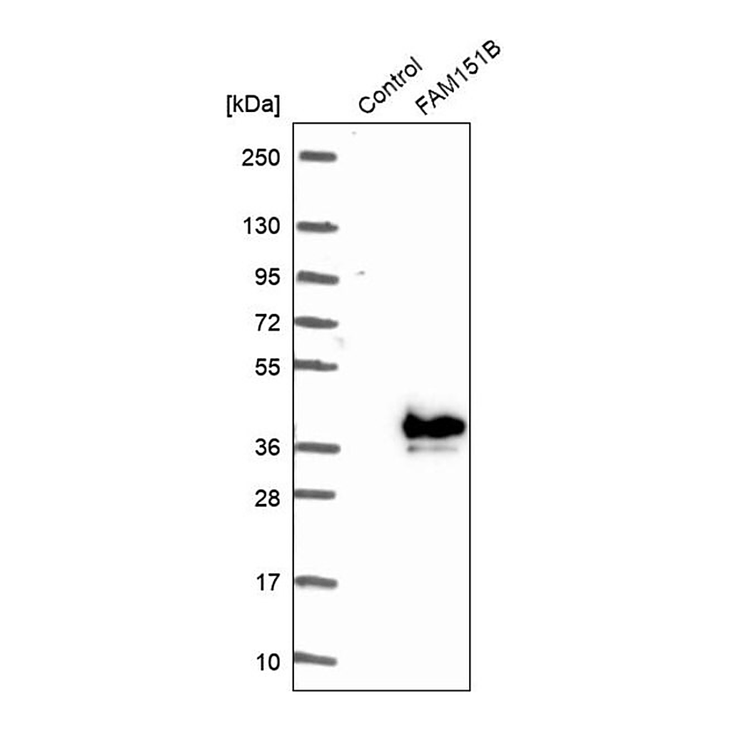 Merck Anti-FAM151B antibody produced in rabbit