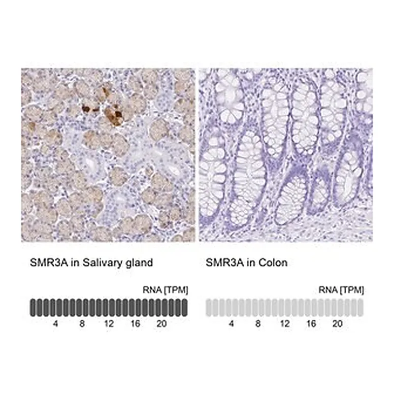 Merck Anti-SMR3A antibody produced in rabbit