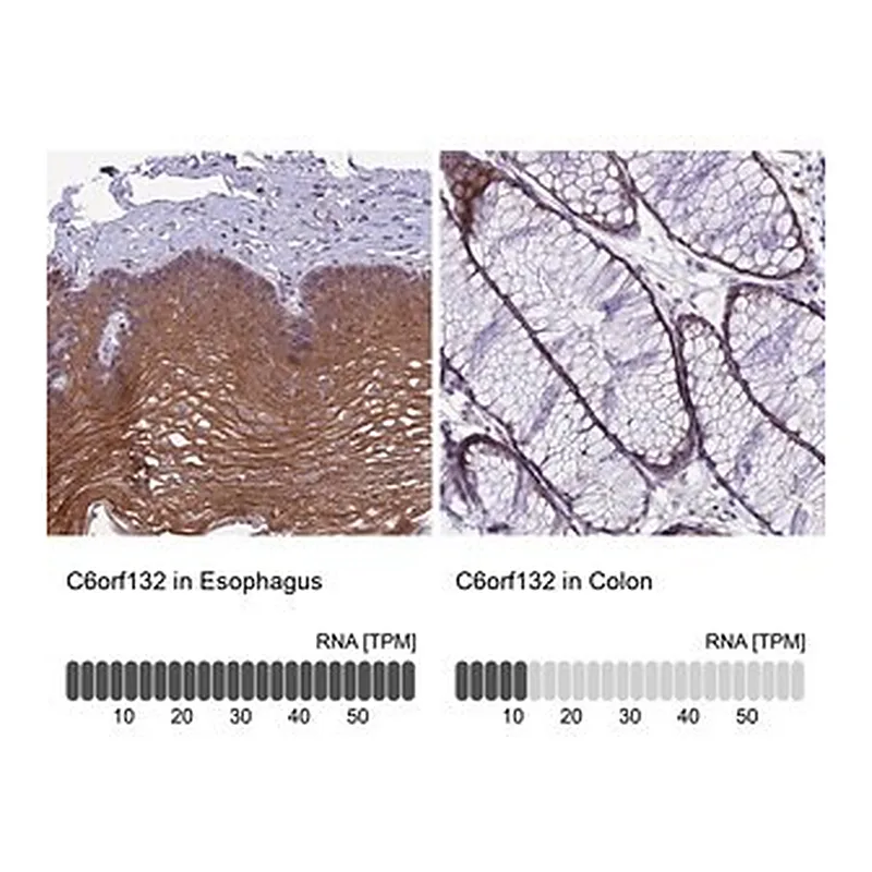 Merck Anti-C6orf132 antibody produced in rabbit