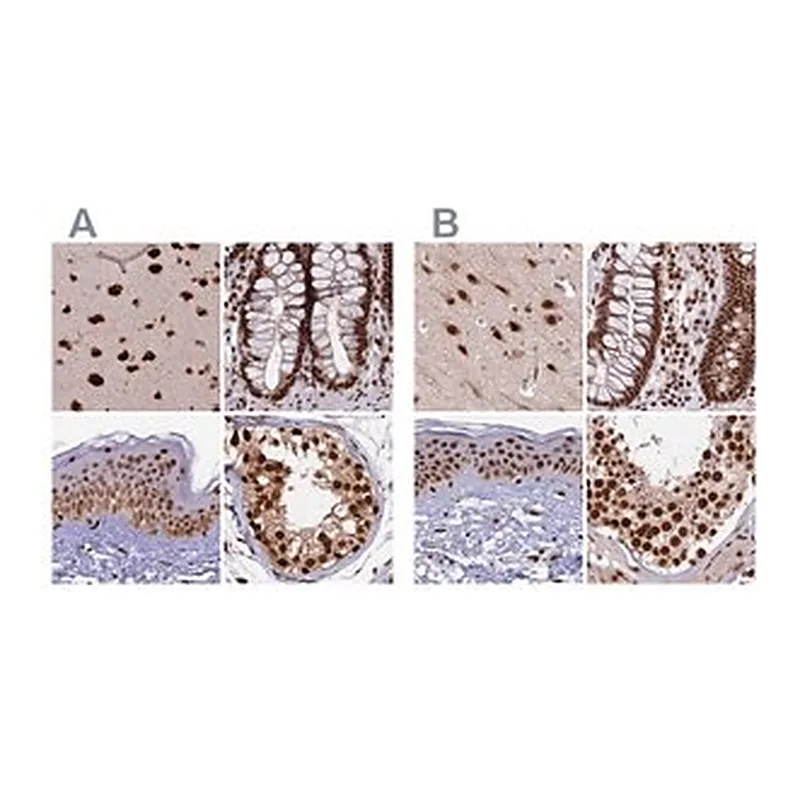 Merck Anti-FAM103A1 antibody produced in rabbit