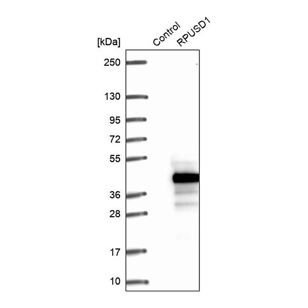Merck Anti-RPUSD1 antibody produced in rabbit