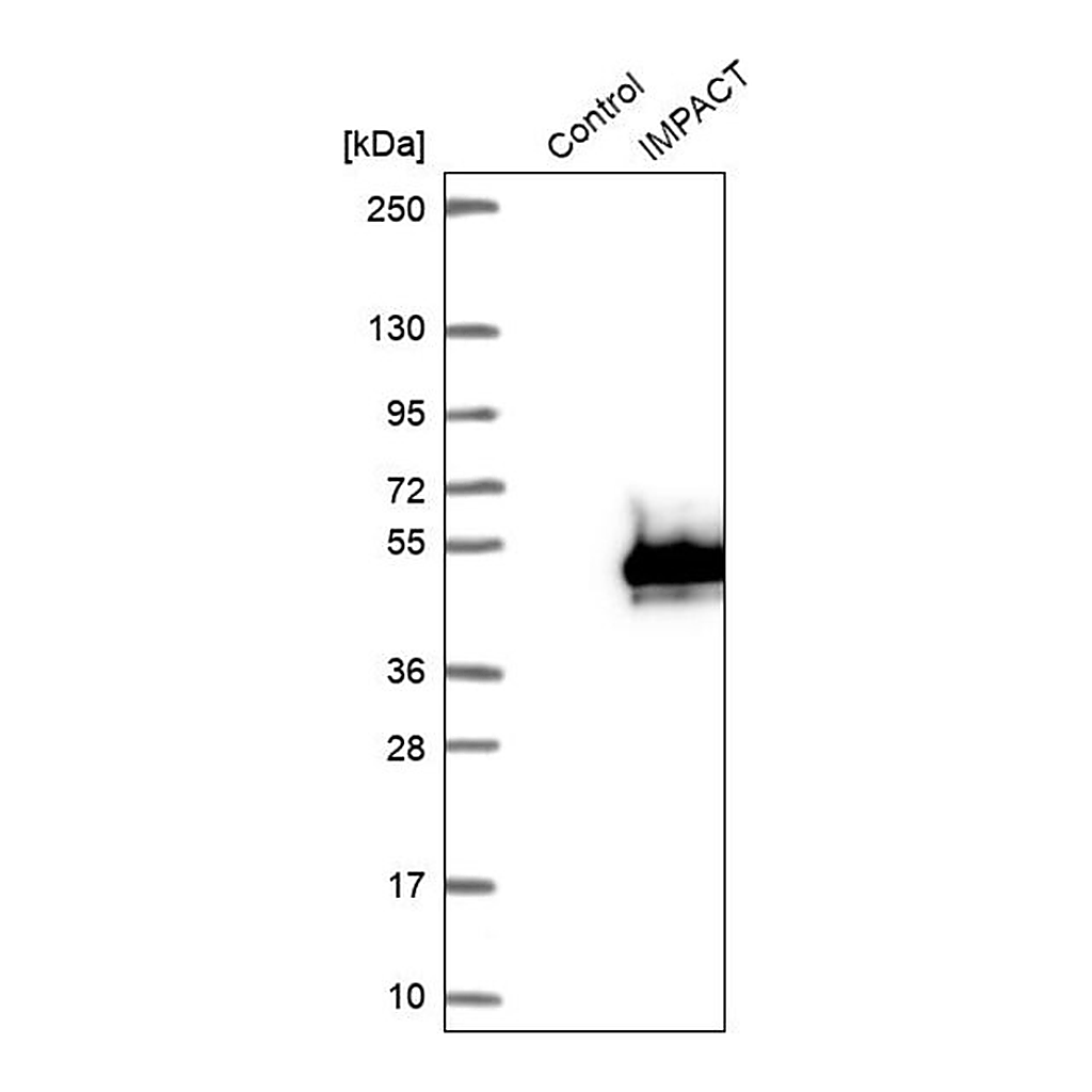 Merck Anti-IMPACT antibody produced in rabbit