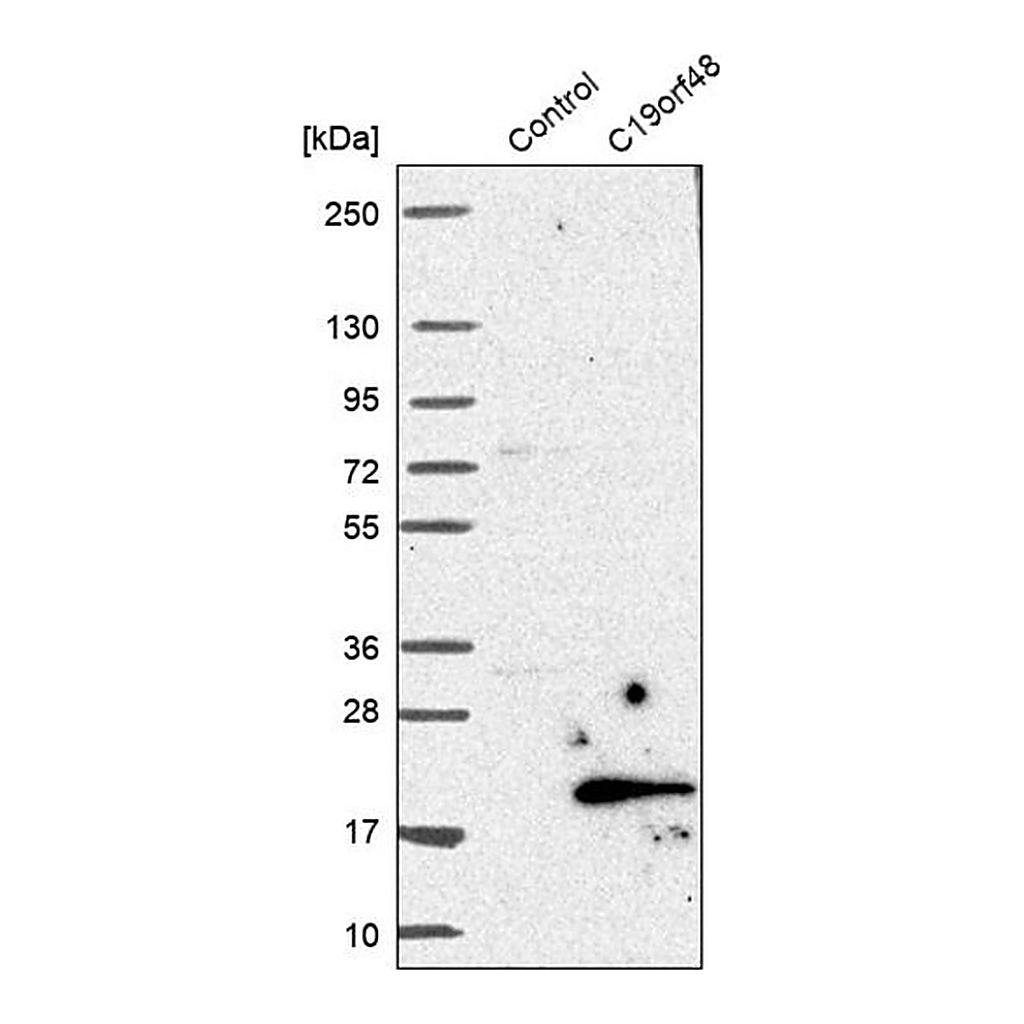 Merck Anti-C19orf48 antibody produced in rabbit