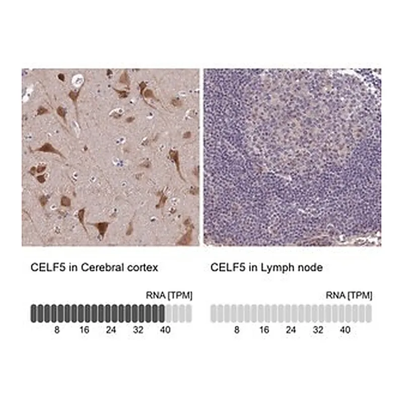 Merck Anti-CELF5 antibody produced in rabbit