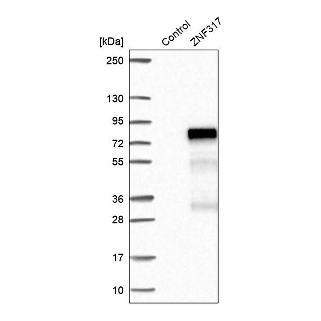 Merck Anti-ZNF317 antibody produced in rabbit