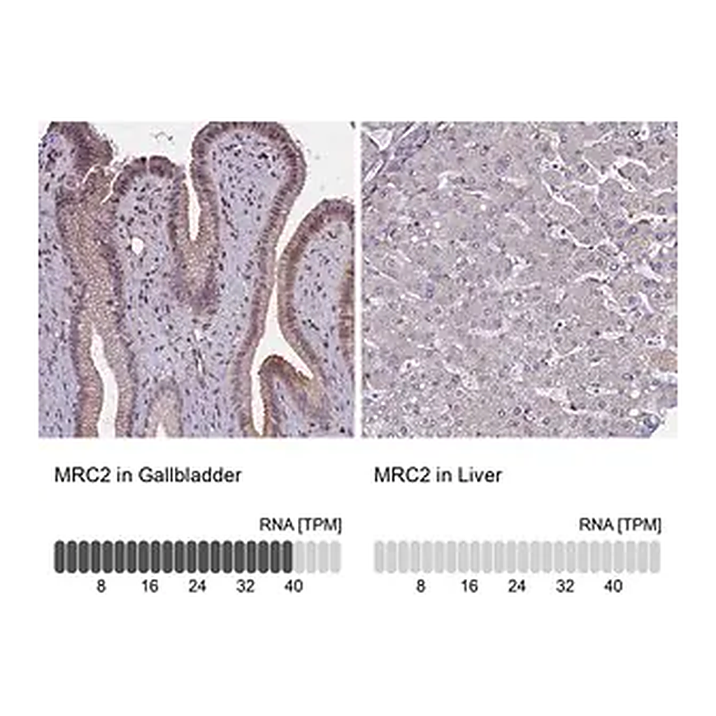 Merck Anti-MRC2 antibody produced in rabbit
