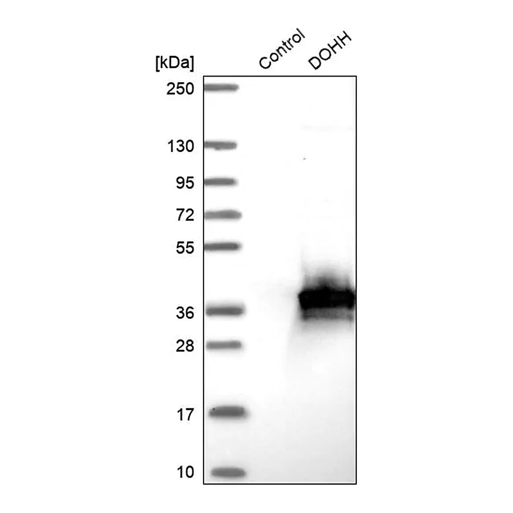Merck Anti-DOHH antibody produced in rabbit