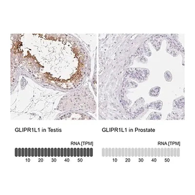 Merck Anti-GLIPR1L1 antibody produced in rabbit