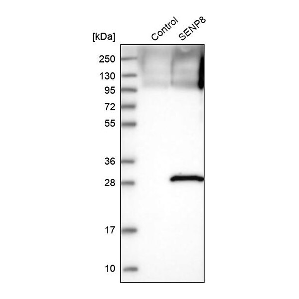 Merck Anti-SENP8 antibody produced in rabbit