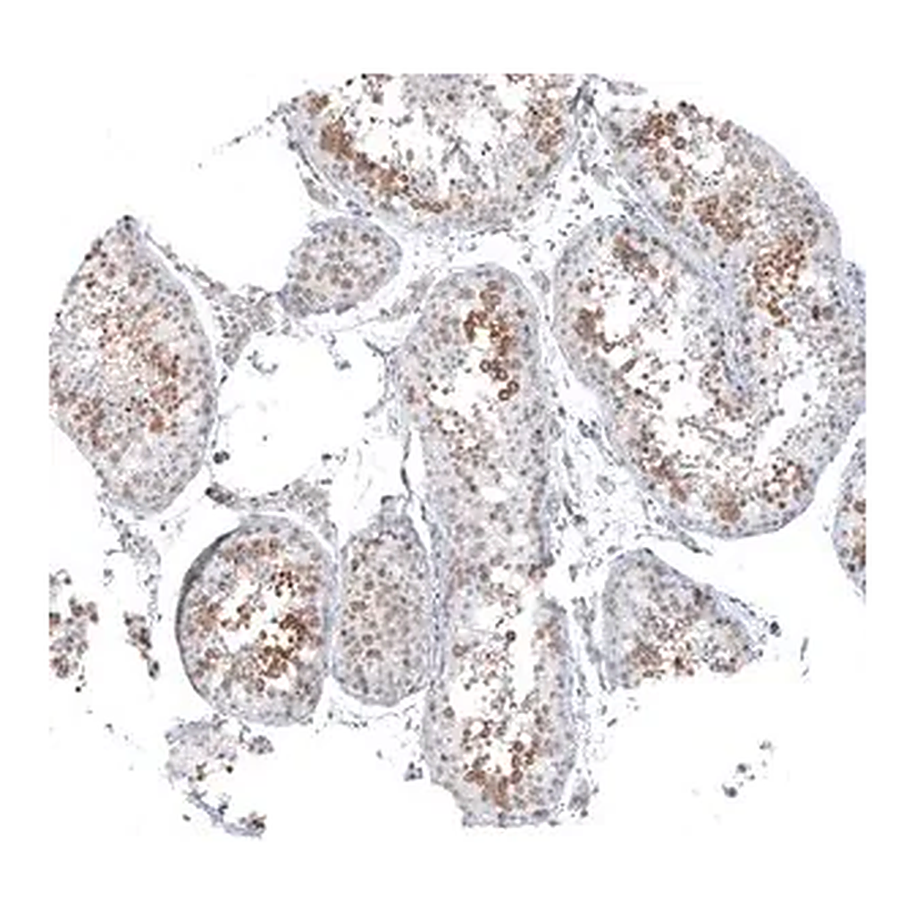 Merck Anti-KNSTRN antibody produced in rabbit