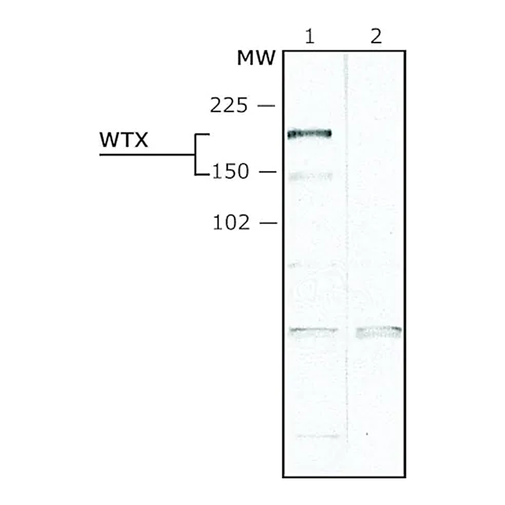 Merck Anti-WTX (N-terminal) antibody produced in rabbit