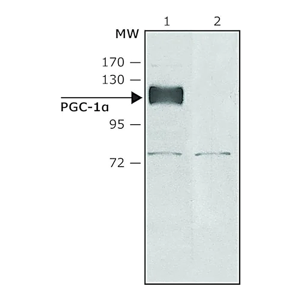 Merck Anti-PGC-1α(N-terminal) antibody produced in rabbit
