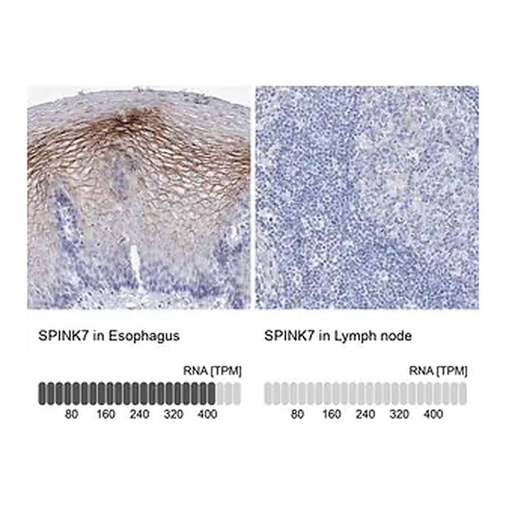 Merck Anti-SPINK7 antibody produced in rabbit