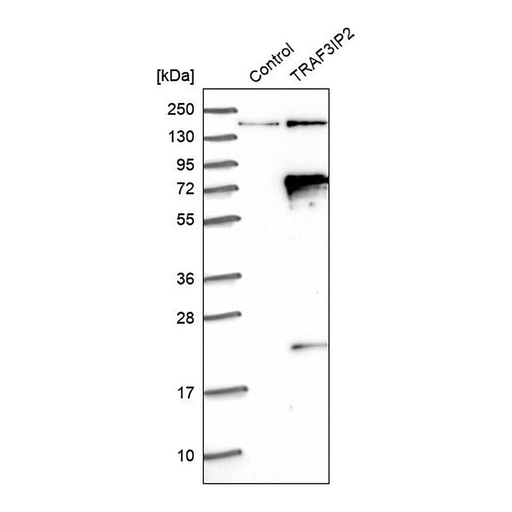 Merck Anti-TRAF3IP2 antibody produced in rabbit