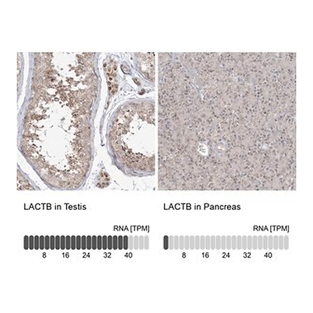 Merck Anti-LACTB antibody produced in rabbit