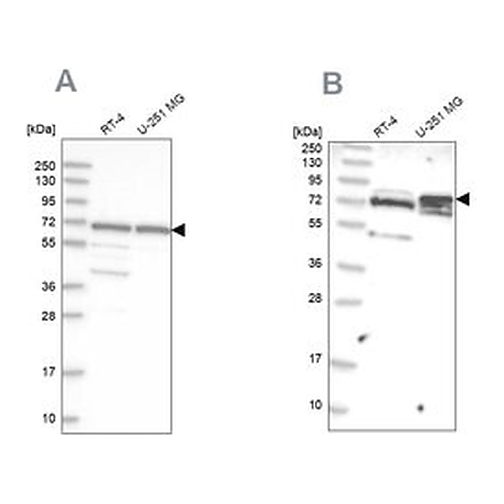 Merck Anti-GNL3L antibody produced in rabbit
