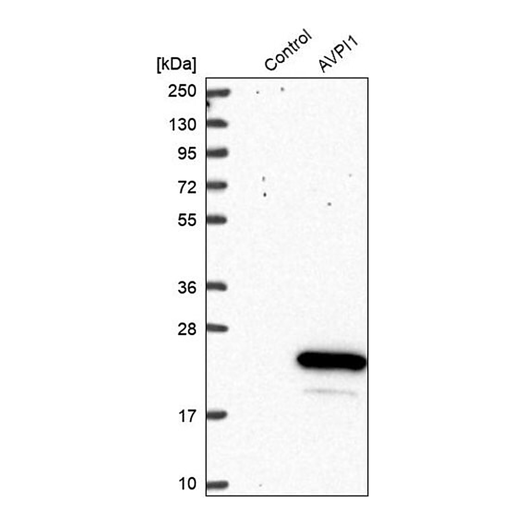 Merck Anti-AVPI1 antibody produced in rabbit
