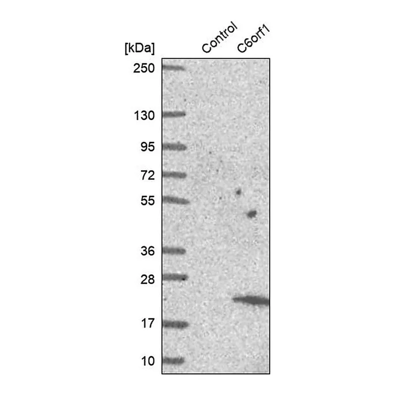 Merck Anti-C6orf1 antibody produced in rabbit