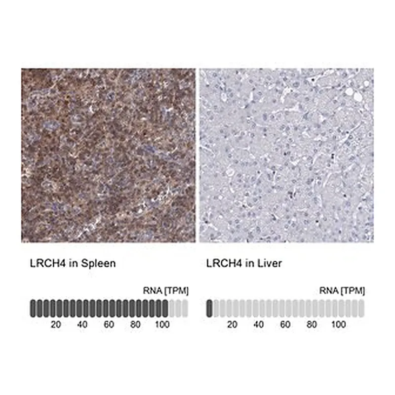 Merck Anti-LRCH4 antibody produced in rabbit