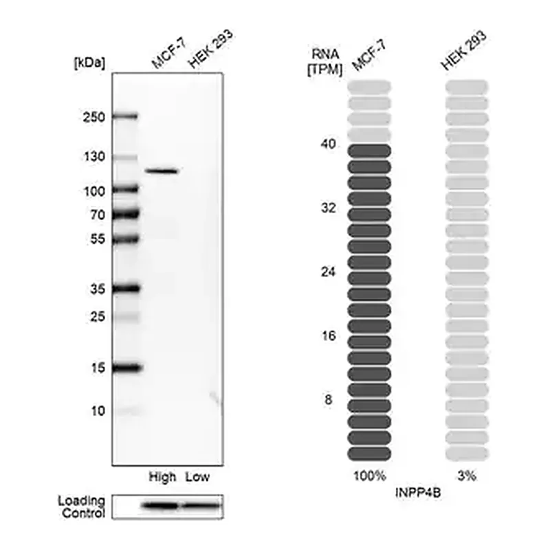 Merck Anti-INPP4B antibody produced in rabbit
