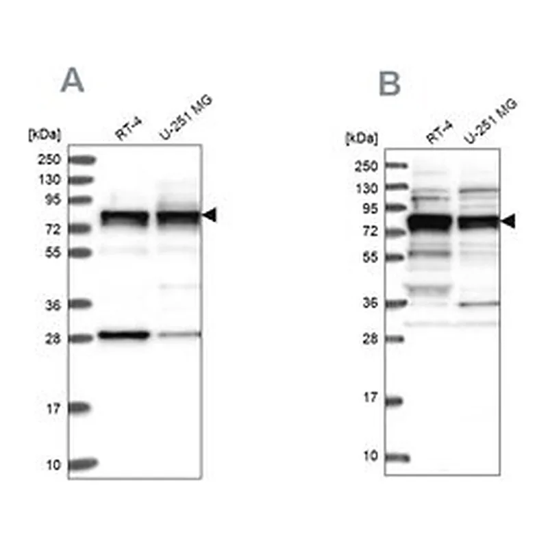 Merck Anti-LSG1 antibody produced in rabbit