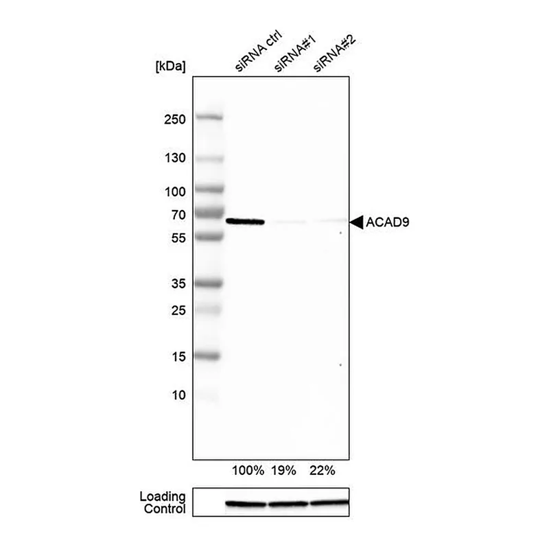 Merck Anti-ACAD9 antibody produced in rabbit