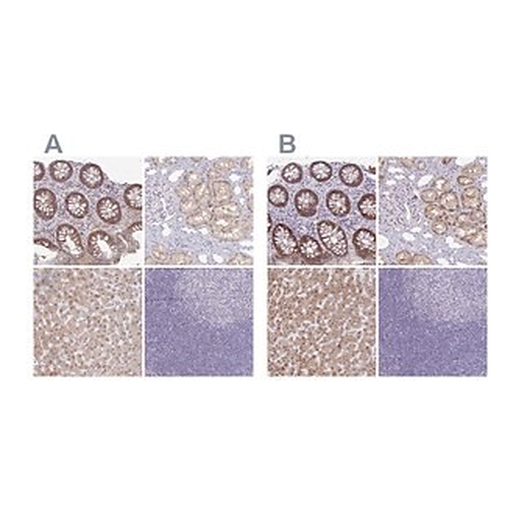 Merck Anti-A1CF antibody produced in rabbit