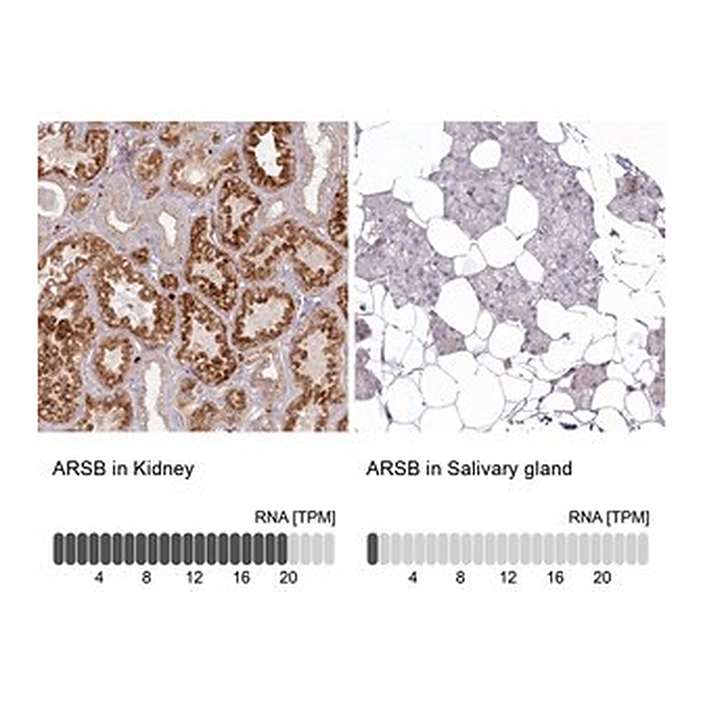 Merck Anti-ARSB antibody produced in rabbit