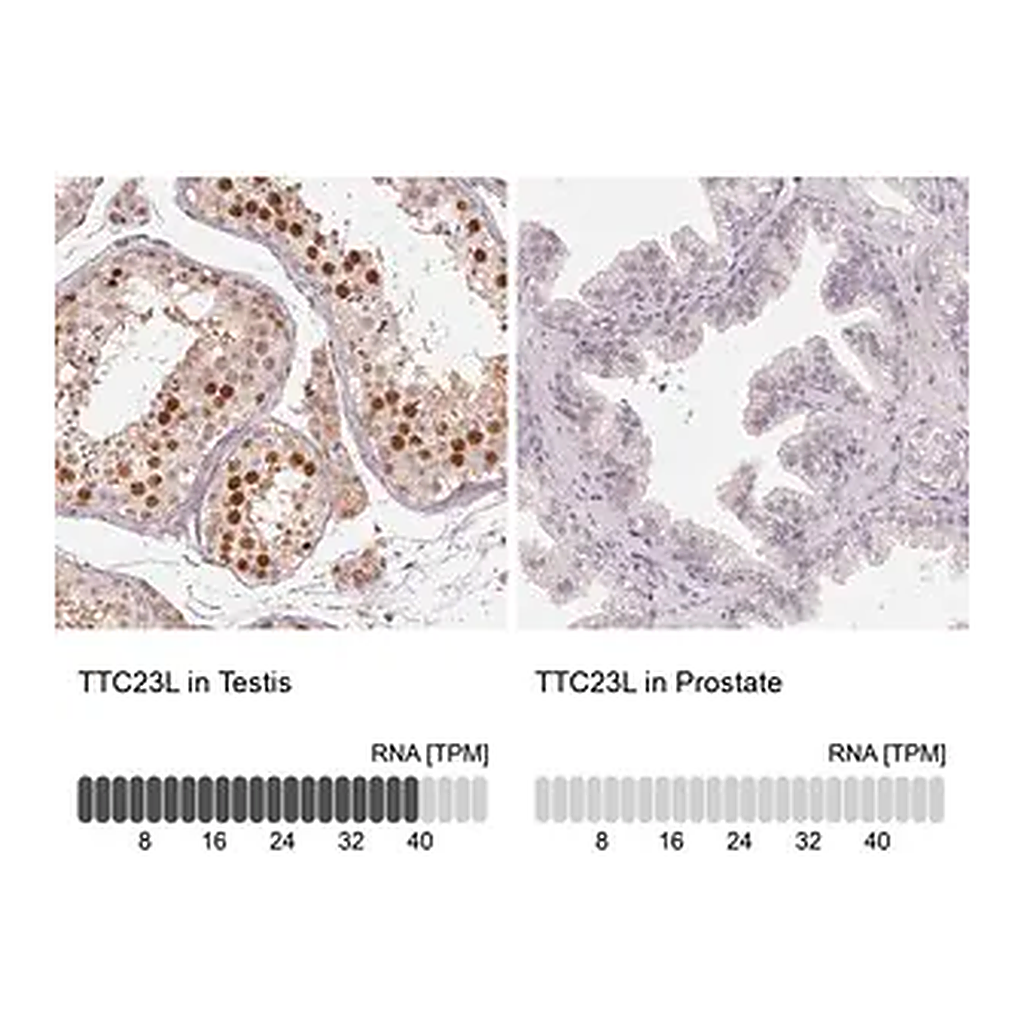 Merck Anti-TTC23L antibody produced in rabbit
