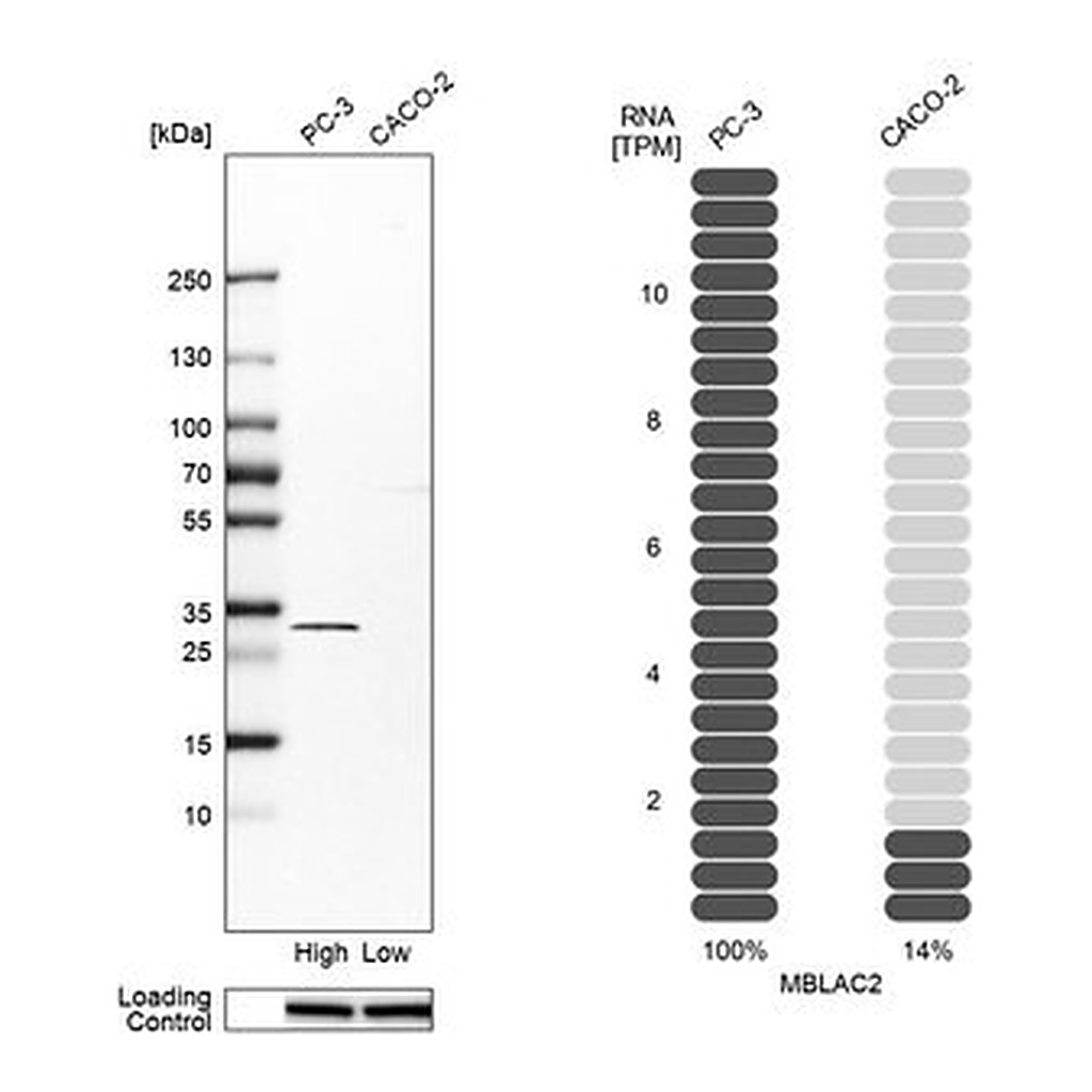 Merck Anti-MBLAC2 antibody produced in rabbit