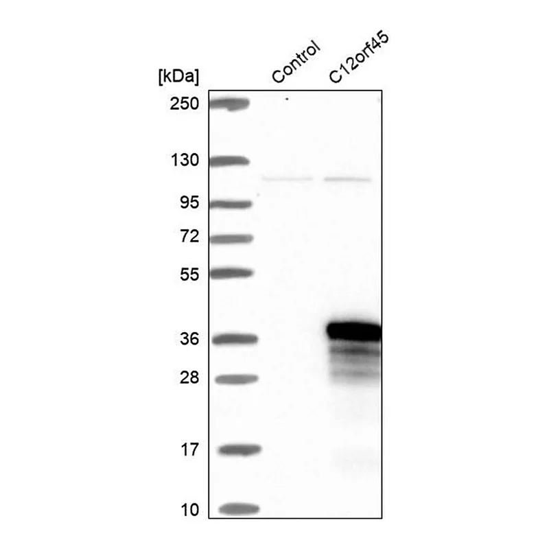 Merck Anti-C12orf45 antibody produced in rabbit