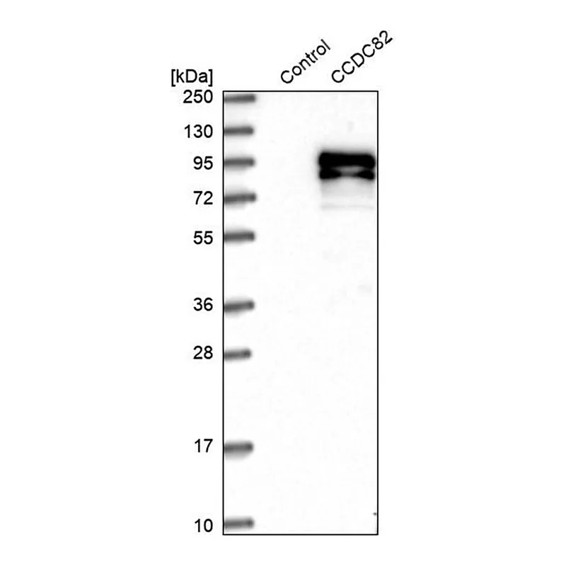 Merck Anti-CCDC82 antibody produced in rabbit