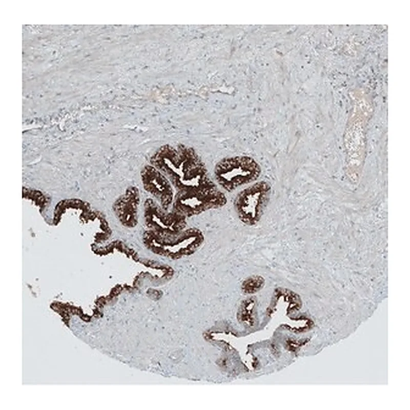 Merck Anti-ANO7 antibody produced in rabbit