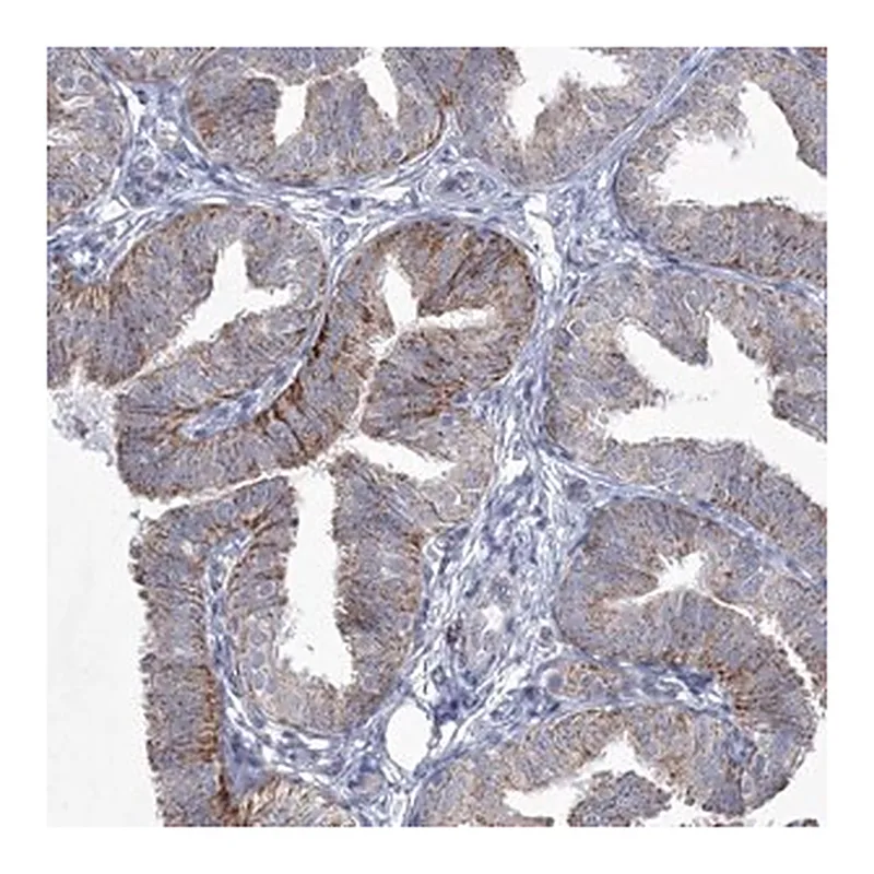 Merck Anti-CES4A antibody produced in rabbit