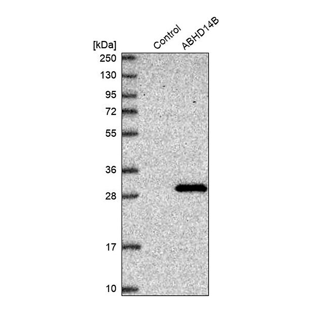 Merck Anti-ABHD14B antibody produced in rabbit