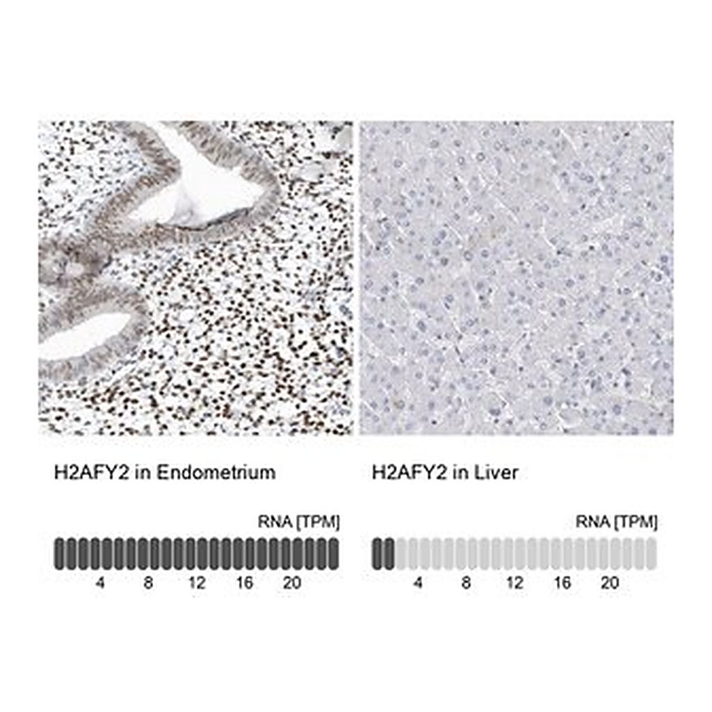 Merck Anti-H2AFY2 antibody produced in rabbit