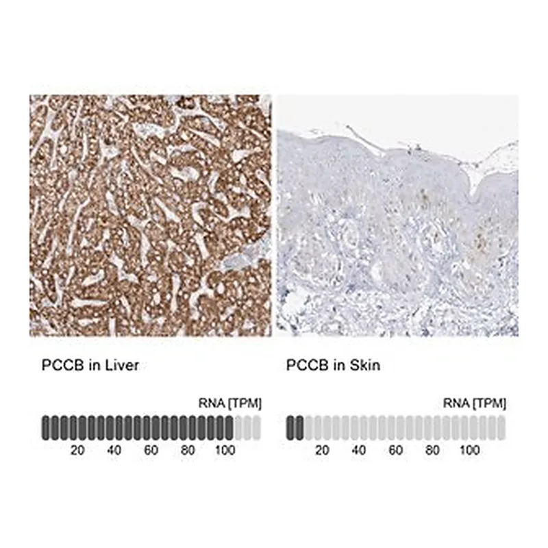 Merck Anti-PCCB antibody produced in rabbit