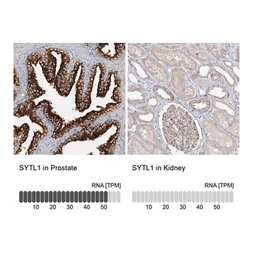 Merck Anti-SYTL1 antibody produced in rabbit