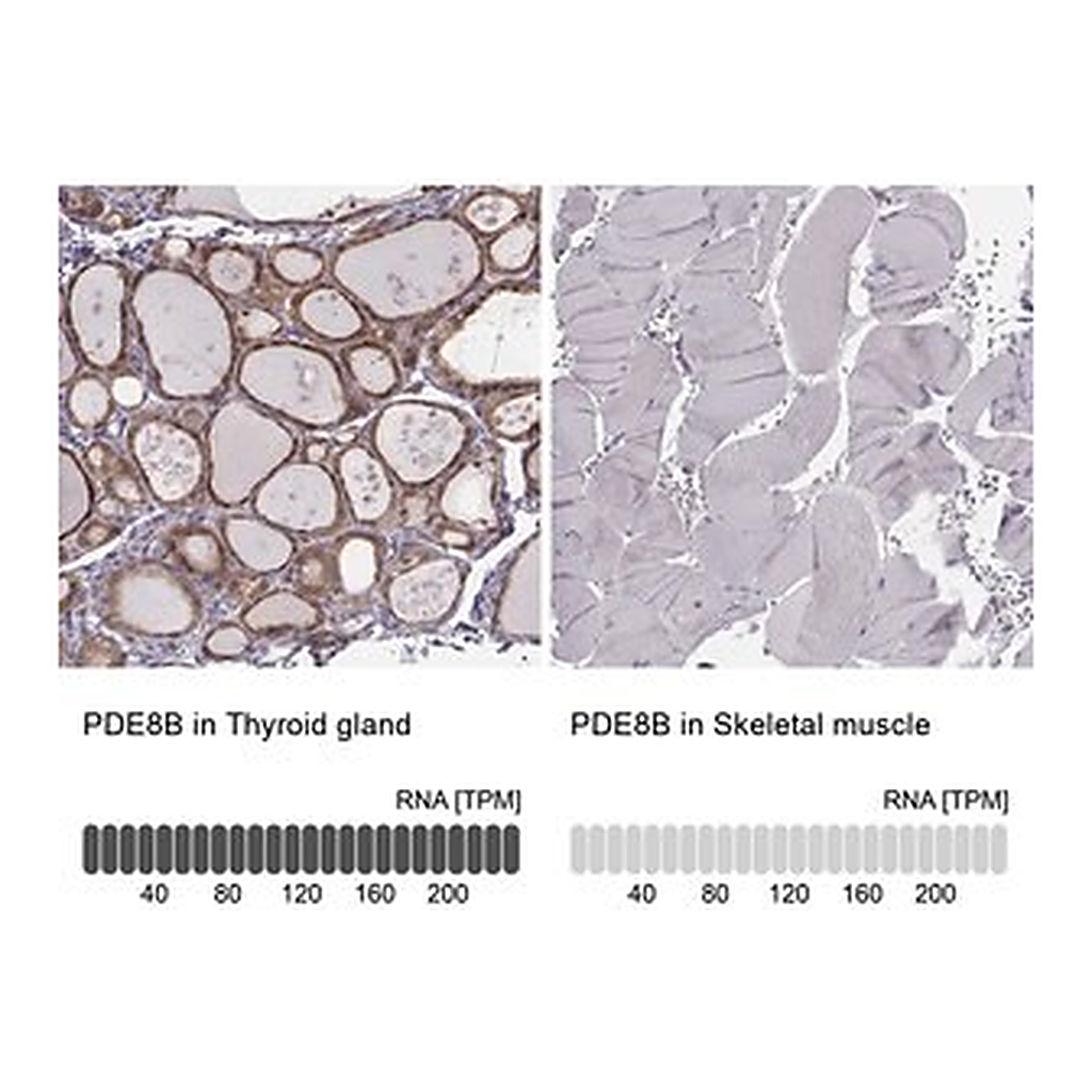 Merck Anti-PDE8B antibody produced in rabbit