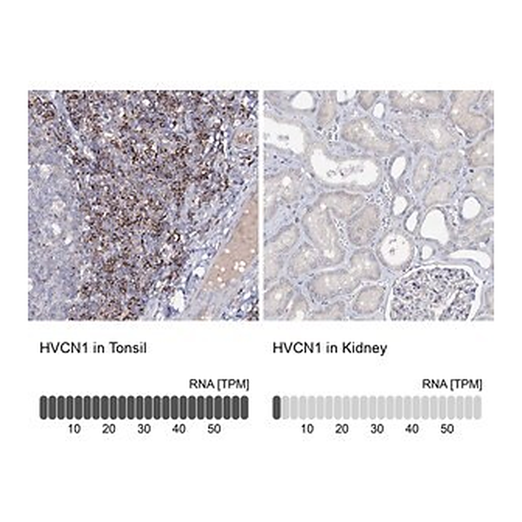 Merck Anti-HVCN1 antibody produced in rabbit